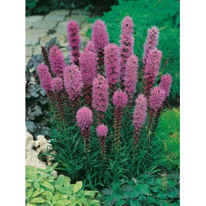 Lila 'Kobold' pompás derce (Liatris spicata) cserépben, méhbarát évelő napos helyekre.