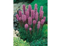 OBI füzéres díszcsorba 