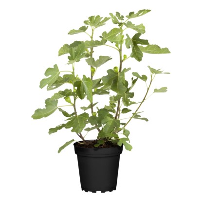 Füge magasság kb. 30 cm - 40 cm cserép kb. 3 l Ficus carica