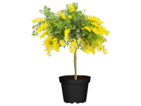 Dézsás seprűzanót Sárga fácska cserépátmérő kb. 19 cm Cytisus racemosus Dézsás seprűzanót Sárga fácska cserépátmérő kb. 19 cm Cytisus racemosus