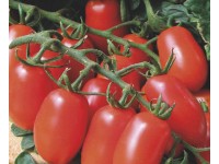 Paradicsom Mandat F1 8 Szem