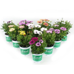Különböző színű Fokföldi margaréta (Osteospermum) 10,5 cm-es cserépben, ideális ágyásokba, dézsákba és erkélyekre.