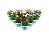 Cseppecskevirág cserépátmérő kb. 10,5 cm Osteospermum Cseppecskevirág cserépátmérő kb. 10,5 cm Osteospermum