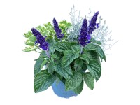 Őszi növényválogatás Ibolyakék cserépátmérő kb. 17 cm Őszi növényválogatás Ibolyakék cserépátmérő kb. 17 cm