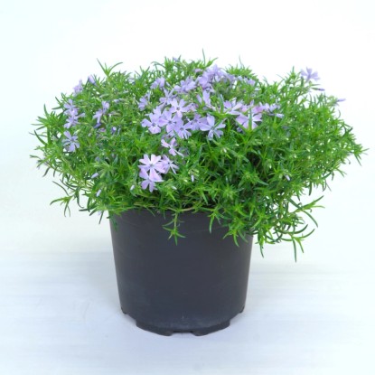 Sziklakerti növényválogatás magasság kb. 15 cm - 25 cm cserépátmérő kb. 17 cm