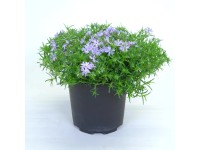 Sziklakerti növényválogatás magasság kb. 15 cm - 25 cm cserépátmérő kb. 17 cm