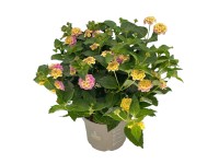 GROW by OBI sétányrózsa magasság kb. 30 cm - 40 cm Lantana camara GROW by OBI sétányrózsa magasság kb. 30 cm - 40 cm Lantana camara