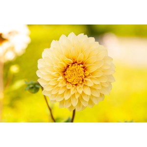Sárga kerti dália (Dahlia hibrid) cserépben, kb. 13 cm Ø. Felálló növény buja virágzással.