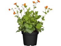 OBI gyömbérgyökér 