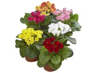 Különböző színű szártalan kankalin tömött virágokkal, átmérő: kb. 11 cm, Primula