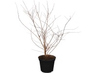 OBI tollbuga fehér magasság kb. 50 cm - 60 cm, cserép kb. 3,5 l Spiraea