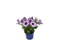 Petúnia (Calibrachoa) kék Petúnia (Calibrachoa) kék