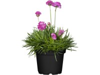 OBI tengerparti pázsitszegfű rózsaszín cserépátmérő: kb. 13 cm Armeria