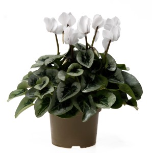 Fehér ciklámen (Cyclamen persicum) cserépben, kb. 30-35 cm magas. Dekoratív szobanövény.