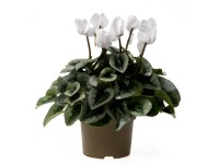 Ciklámen magasság kb. 30-35 cm cserépátmérő kb. 13 cm Cyclamen persicum Ciklámen magasság kb. 30-35 cm cserépátmérő kb. 13 cm Cyclamen persicum