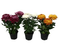 Krizantém nagyvirágú 14 cm