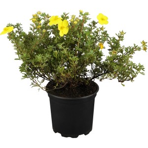 Sárga OBI Cserjés pimpó cserépben, kb. 30-40 cm magas. Potentilla fruticosa élénk virágokkal.
