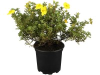 OBI cserjés pimpó sárga magasság 30 - 40 cm cserép kb. 3 l Potentilla fruticosa OBI cserjés pimpó sárga magasság 30 - 40 cm cserép kb. 3 l Potentilla fruticosa