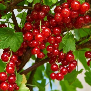 Piros ribiszke (Ribes rubrum) érett, piros bogyókkal és zöld levelekkel a bokron.