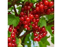 Piros ribizli magasság kb. 20-30 cm cserép kb. 2 l Ribes rubrum