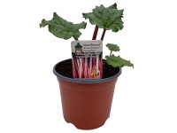 Naturfreund piros szárú rebarbara cserépátmérő kb. 19 cm Rheum rhabarbarum Naturfreund piros szárú rebarbara cserépátmérő kb. 19 cm Rheum rhabarbarum