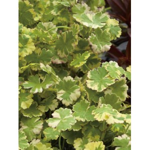 Tarka köldökfű, Hydrocotyle sibthorpioides variegata, cserépben. Zöld-fehér levelű úszónövény.