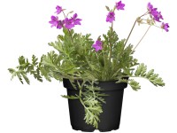 OBI baleári gémorr rózsaszín cserépátmérő: kb. 9 cm x 9 cm Erodium