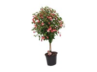 Csüngő fukszia magastörzsű magas kb. 100 cm cserép Ø kb. 19 cm Fuchsia hybrida Csüngő fukszia magastörzsű magas kb. 100 cm cserép Ø kb. 19 cm Fuchsia hybrida
