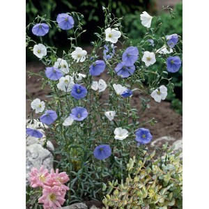Virágzó OBI Flax Saphir Blue (Linum perenne) cserépben, kék és fehér virágok.
