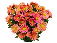 Krizantém többféle 14 cm - es cserépben Krizantém többféle 14 cm - es cserépben