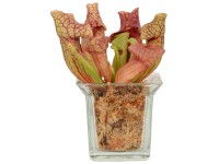 Kürtvirág mix üveg virágedényben cserépátmérő: kb. 8 cm Kürtvirág mix üveg virágedényben cserépátmérő: kb. 8 cm