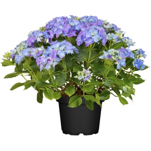 Kék hortenzia (Hydrangea) cserépben, kb. 40-50 cm magas. Elegáns kerti növény buja virágokkal.