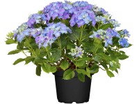 Kerti hortenzia kék magassága kb. 40 - 50 cm cserepe kb. 5 l Hydrangea