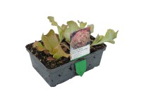 Lollo Rosso zöld saláta 6-os tál gyökérbojt Lactuca sativa var. Crispa