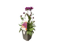 OBI pillás ikravirág OBI pillás ikravirág