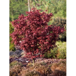 Japán juhar Bloodgood, kb. 60 cm magas, 10 l-es cserépben. Sötétbarna-vörös lombozat.