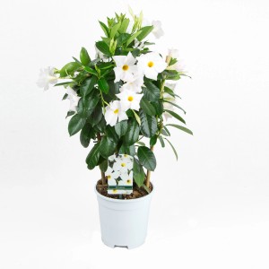 Dipladenia Sundevillea fehér cserépben, támasztékkal, kb. 40-50 cm magas, fehér virágokkal.