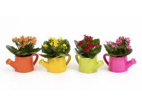 Tömött korallvirág mini kerámia öntözőkannában színkeverék cserép kb. 6 cm