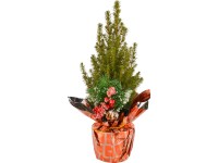 Karácsonyi kompozíció oregoni hamisciprussal cserépátmérő: kb. 9 cm