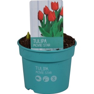 Piros 'Diamond Collection' tulipán 9 cm-es cserépben, ideális tavaszi ültetéshez.