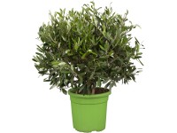Olajfa-bokor magassága kb. 50-55 cm cserépátmérő kb. 20 cm Olea europaea Olajfa-bokor magassága kb. 50-55 cm cserépátmérő kb. 20 cm Olea europaea