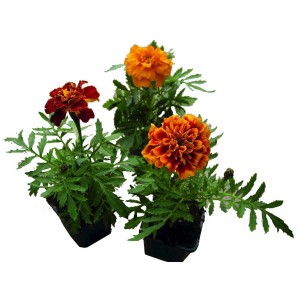 Három virágzó bársonyvirág (Tagetes) narancs és vörös árnyalatokban cserépben.