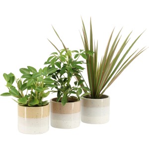 Három zöld növény kéttónusú kerámia cserépben (Ficus, Dracaena, Schefflera).