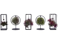 Szakállbromélia válogatás fémcserépben cserépátm. kb. 7 cm Tillandsia Ionantha