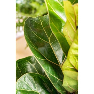 Közelkép a fényes, sötétzöld levelű, Bambino lantlevelű fikuszról (Ficus Lyrata).