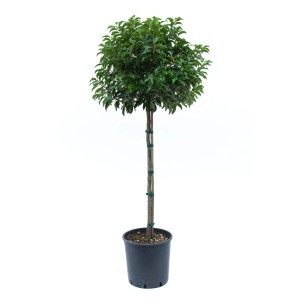 Portugál babérsom (kb. 100 cm) cserépben. Örökzöld szoliter cserje kertbe és teraszra.