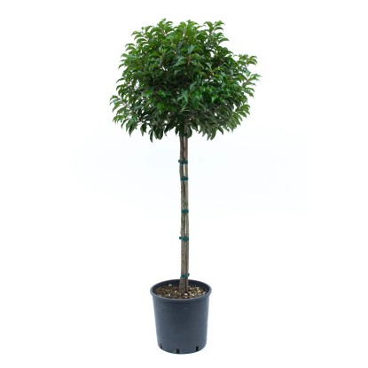 GROW by OBI portugál. babérmeggy kb. 100 cm cserép kb. 18 l Prunus lusitanica