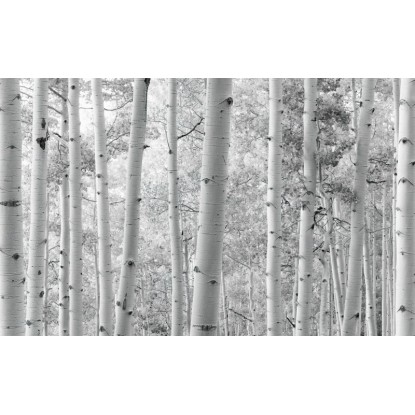 Vlies fotótapéta Espenwald 450 cm x 280 cm