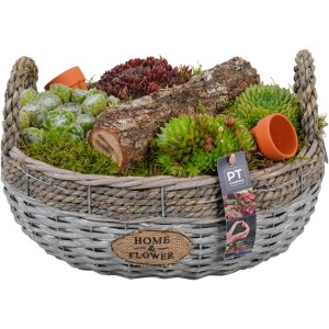 Varjúháj trió kosárban, beültetett tál Sempervivummal, cserép Ø 32 cm, erkélyre és teraszra.