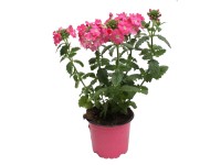 Verbena rózsaszín 10,5 cm Verbena rózsaszín 10,5 cm